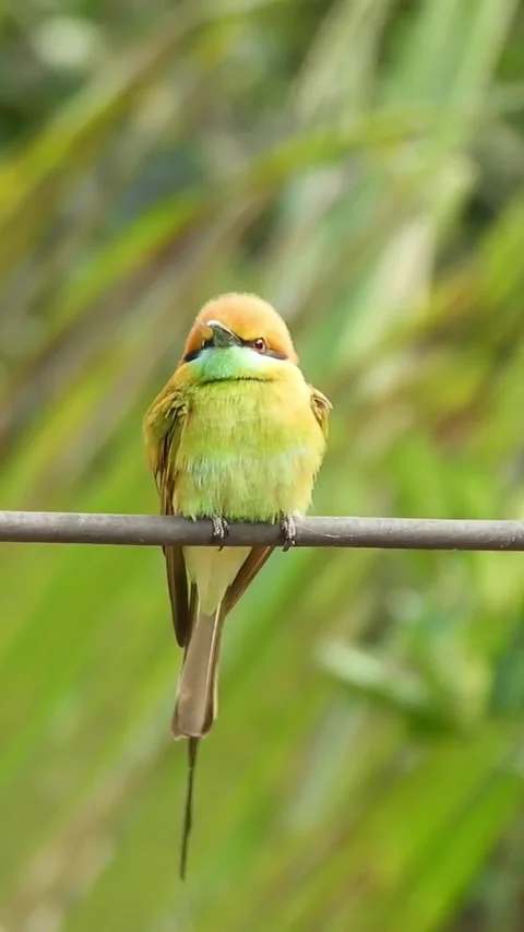 Green bee eater perched on wire outdoors 스톡 동영상 336330169