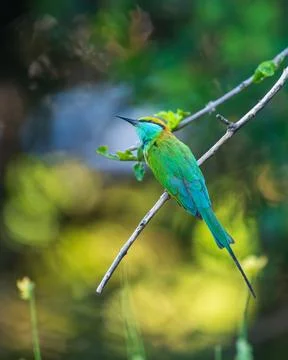 Green bee-eater perches on a slender branch against rich, blurred bokeh backd Stock Photos