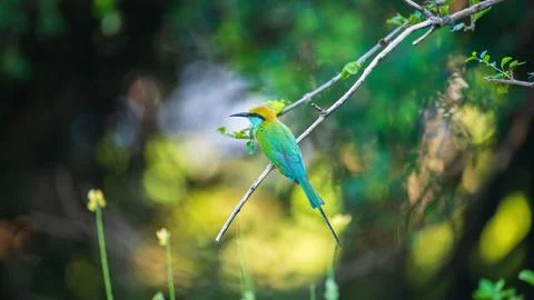 Green bee-eater perches on a slender branch against rich, blurred bokeh backd Stock Photos