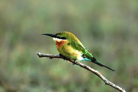 Green bee-eater Foto stock
