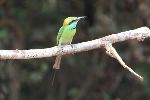 Green Bee-Eater Stock Photos