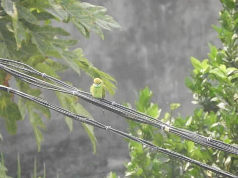 Green bee eater Stock Photos