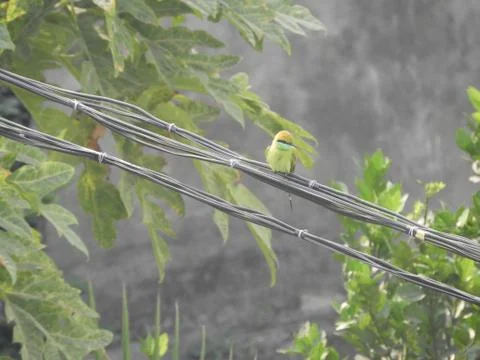 Green bee eater Stock Photos