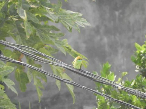 Green bee eater Stock Photos