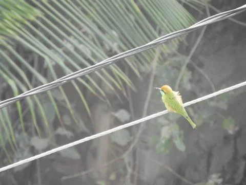 Green bee eater Stock Photos