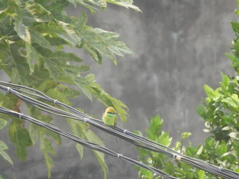 Green bee eater Stock Photos