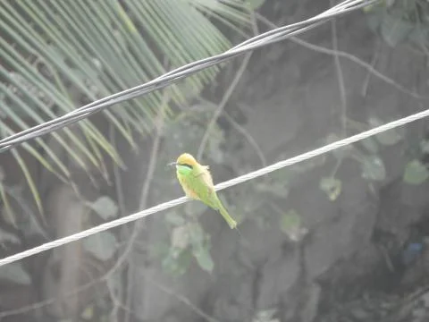 Green bee eater Stock Photos