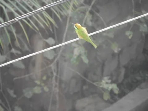 Green bee eater Stock Photos