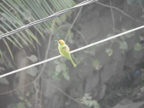 Green bee eater Stock Photos