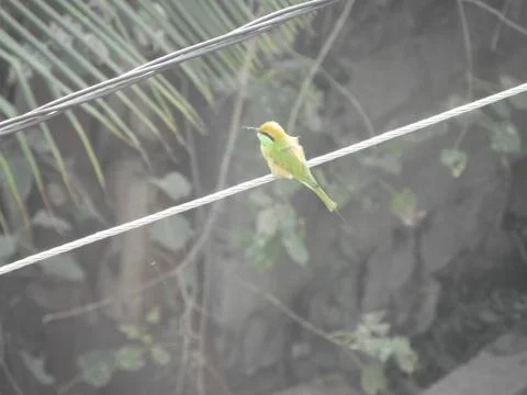 Green bee eater Foto stock