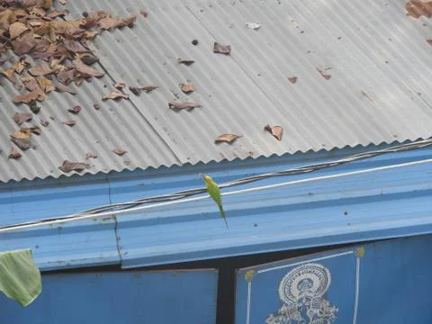Green bee eater Foto stock