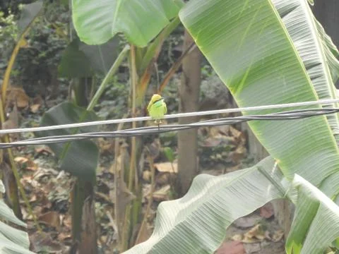 Green bee eater Stock Photos
