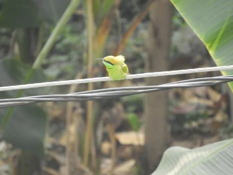 Green bee eater Stock Photos