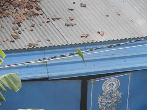 Green bee eater Stock Photos