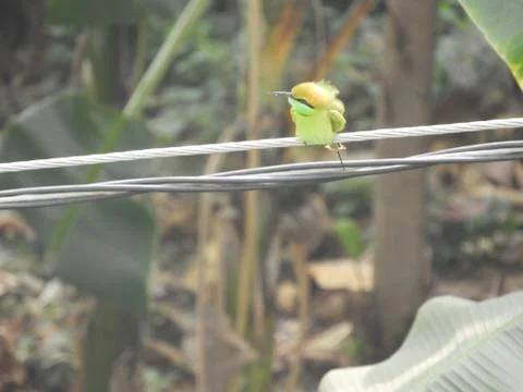 Green bee eater Foto stock