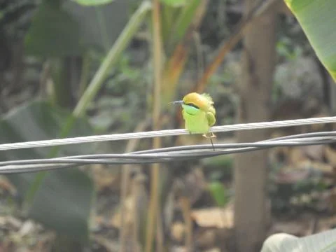 Green bee eater Foto stock