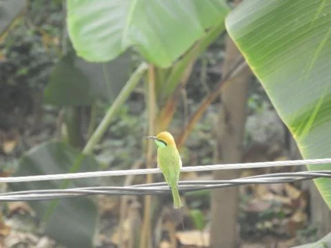 Green bee eater Stock Photos