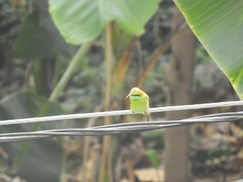 Green bee eater Stock Photos