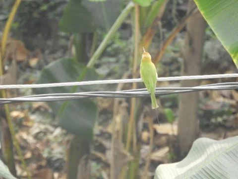 Green bee eater Stock Photos