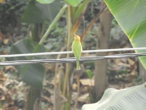 Green bee eater Stock Photos