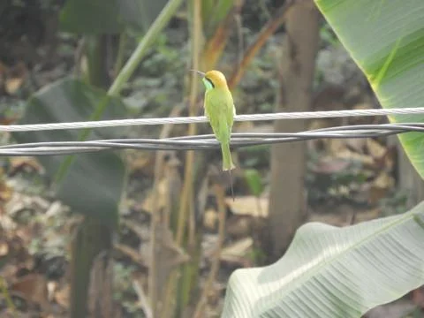 Green bee eater Foto stock
