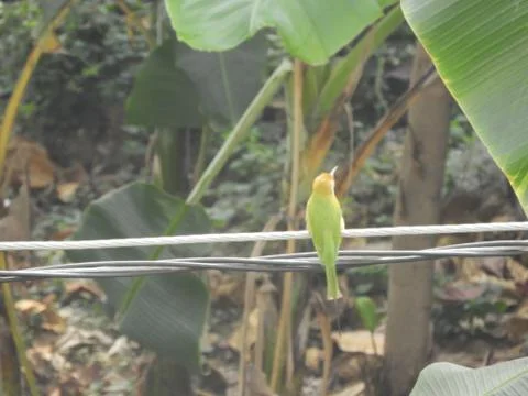 Green bee eater Foto stock