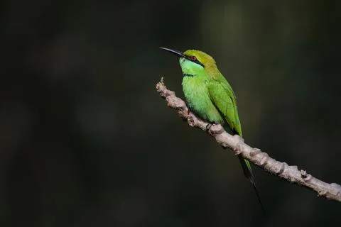 Green bee-eater Stock Photos