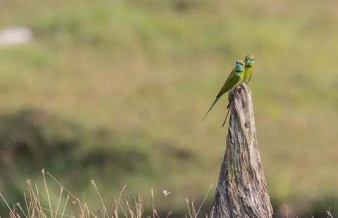 Green bee eater Foto stock