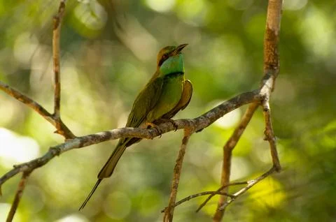 Green bee eater Foto stock