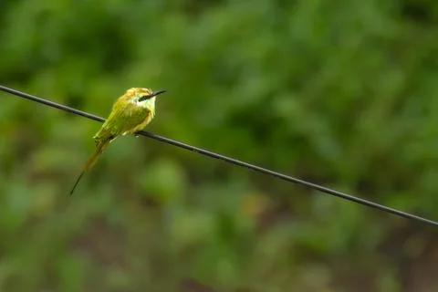 Green bee eater Stock Photos