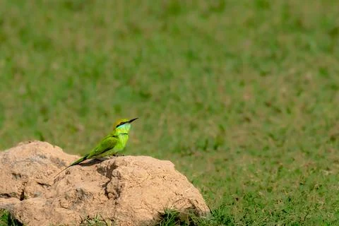 Green Bee eater Stock Photos