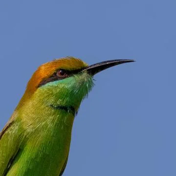 Green bee eater Stock Photos