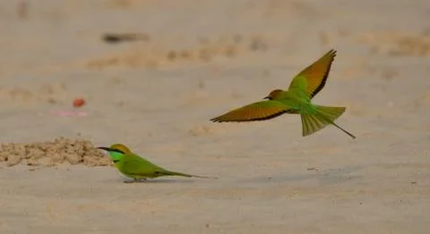 Green bee eater in play Stock-Fotos