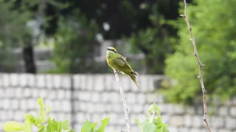 Green bee-eater playfully looking around in Jawai national park Stock Footage 282442250
