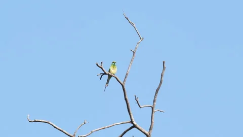 Green Bee eater preening on tree branch in Thailand Stockbeeldmateriaal 268403303
