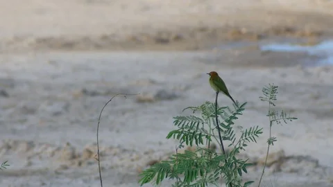 Green Bee-eater rest on the plant shoot Stock Footage 80923985
