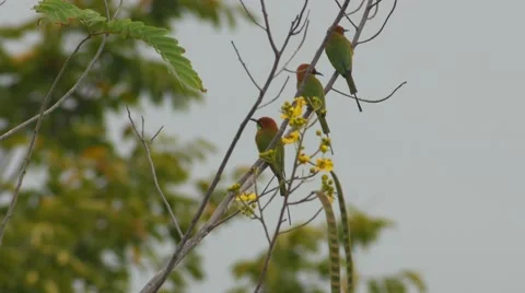 Green Bee-eater resting on tree branch Stock Footage 68440414