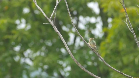 Green bee-eater resting on the tree branch Stock Footage 78009435