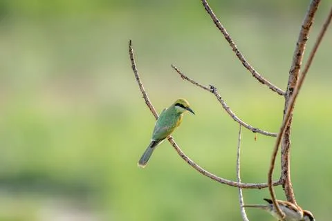 The green bee-eater sitting on branch in India Foto stock