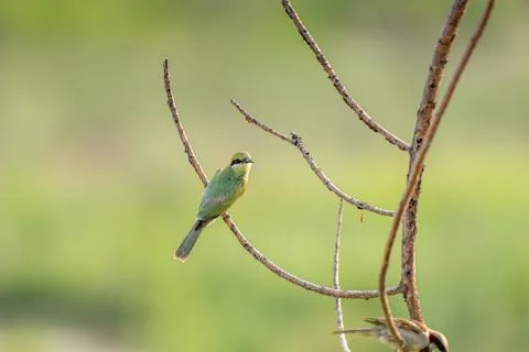 The green bee-eater sitting on branch in India Foto stock