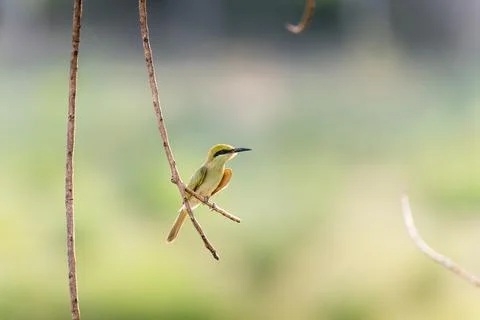 The green bee-eater sitting on branch in India Foto stock