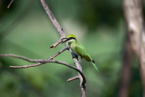 The green bee-eater sitting on branch in India Foto stock