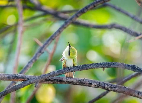 Green bee eater sitting on a branch with green background Foto stock