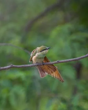 Green bee eater sitting on small tree branch Stock Photos