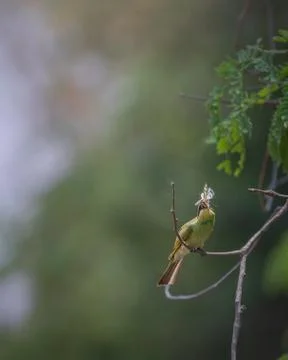 Green bee eater sitting on small tree branch eating butterfly Stock Photos