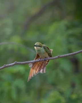 Green bee eater sitting on small tree branch Stock Photos