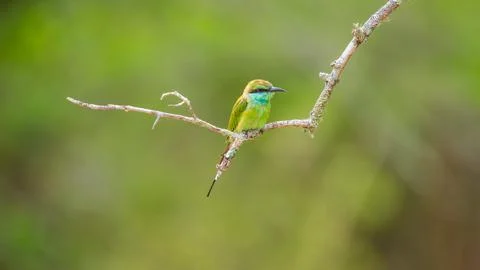Green bee-eater sitting on a thin branch at Yala National Park, Sri Lanka. Stock Photos