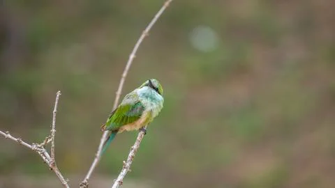 Green bee-eater sitting on a thin branch at Yala National Park, Sri Lanka. Stock Photos