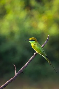 Green bee-eater sitting on wire with green background. Stock Photos