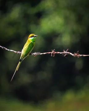 Green bee-eater sitting on wire with green background. Stock Photos